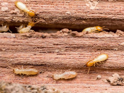 Termite Inspections Prosper, TX