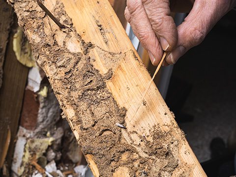termite damage