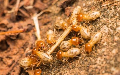 Do You Have Termites? Here’s How to Know