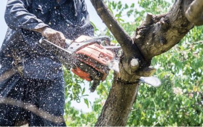 Protecting Your Foundation Pt. 2: Trimming Trees