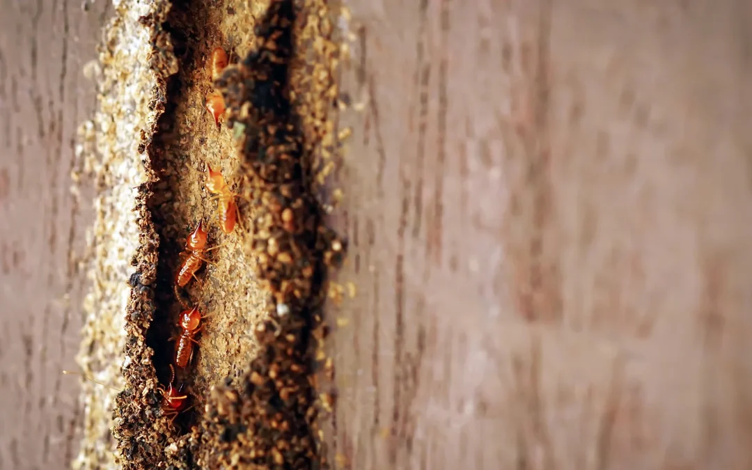 Small termite
