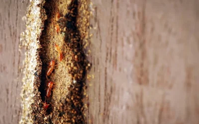 Should I Get a Termite Inspection When Buying a Home in Frisco?